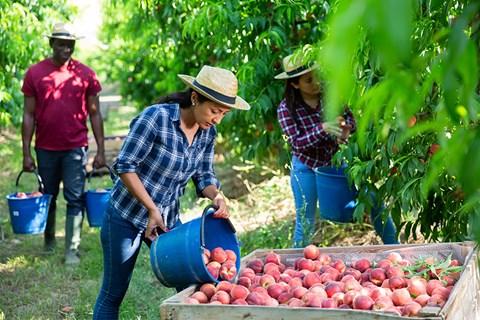 Work For Foreigners In Canada – Fruit Farm Worker