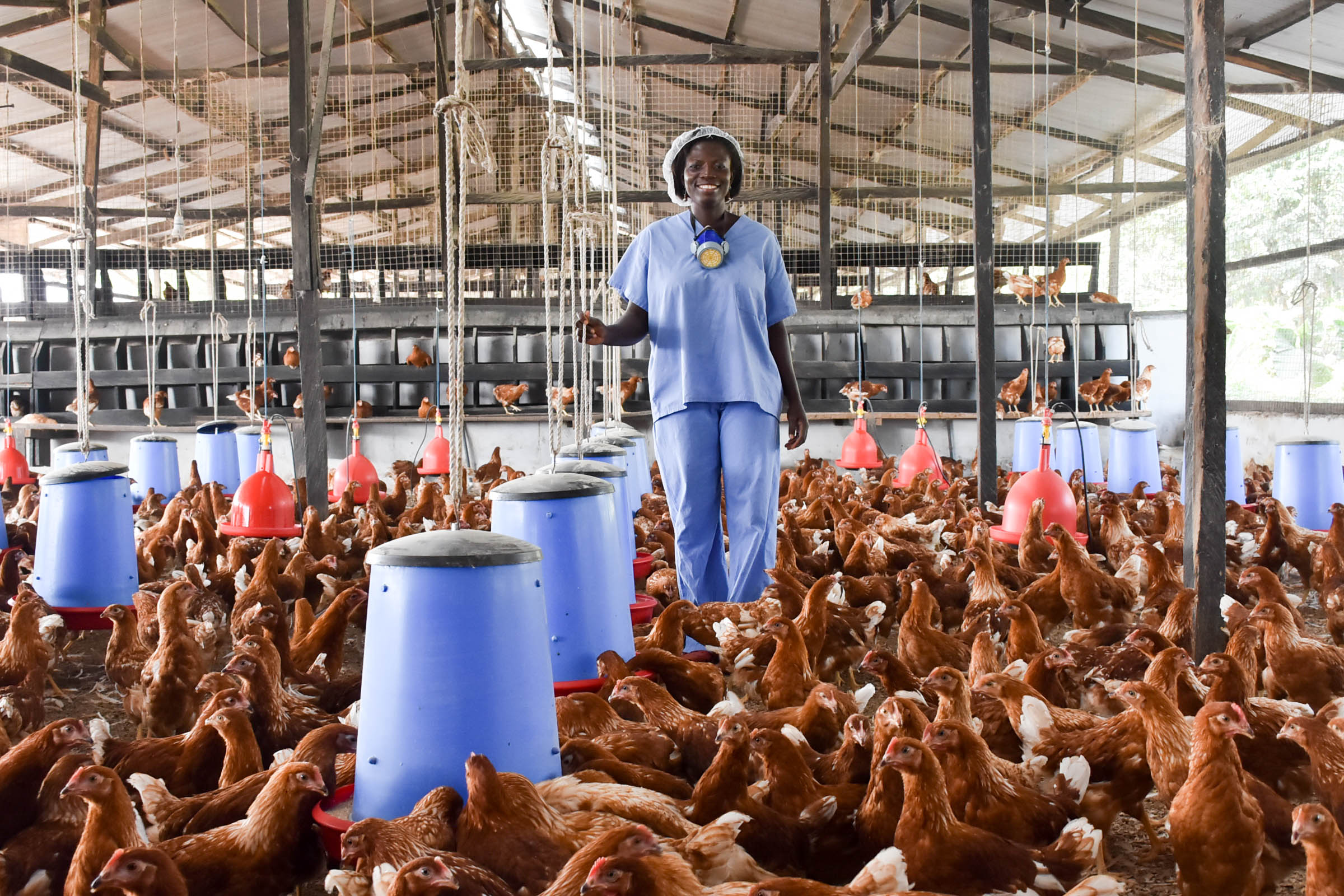 Jobs in Australia for Foreigners With Visa Sponsorship – Poultry Farm Farmhand