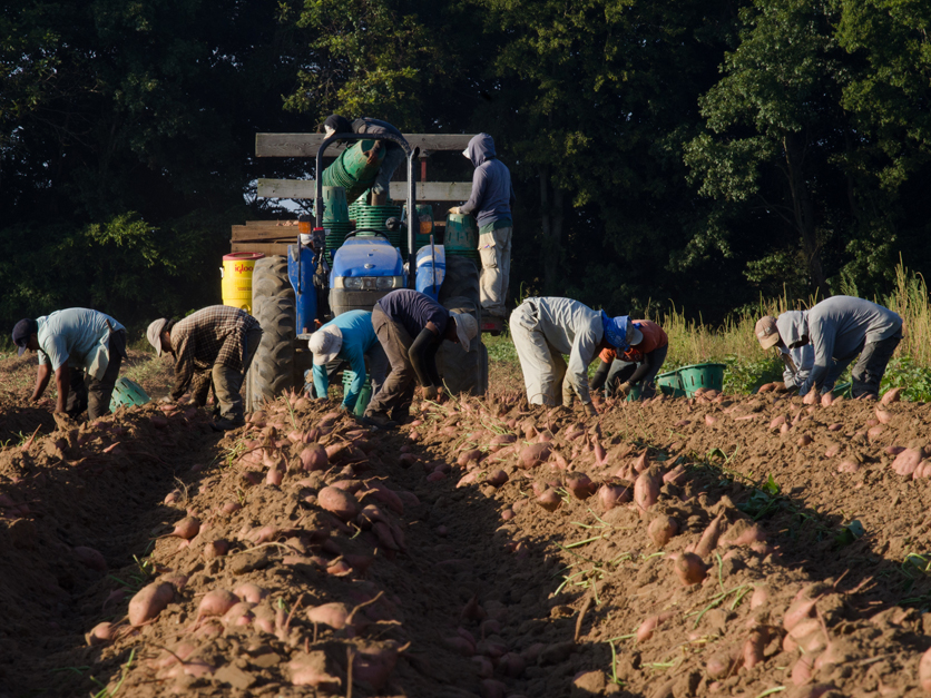 Work For Foreigners In Canada With Free Visa Sponsorship – Harvesting Labourer