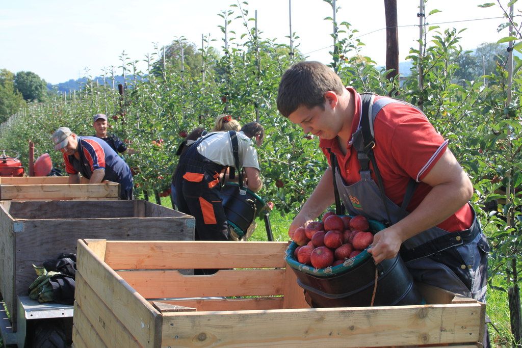 Jobs Openings For Foreigners With Free Visa Sponsorship Jobs In Canada – Fruit Farm Labourer