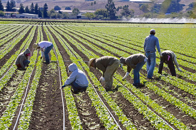 URGENT: Work Opportunities In Canada For Foreigners – General Farm Worker