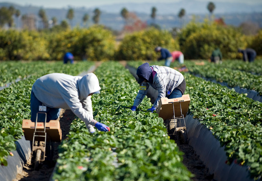 Job Opportunities In Canada For Foreigners – Farm Worker