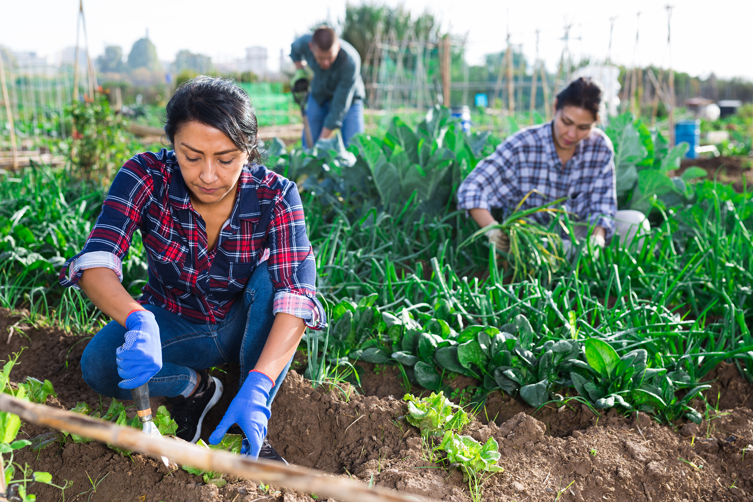 Farm Jobs With Free Visa In Canada